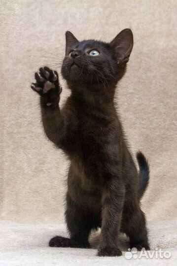 Черный котенок мальчик в дар