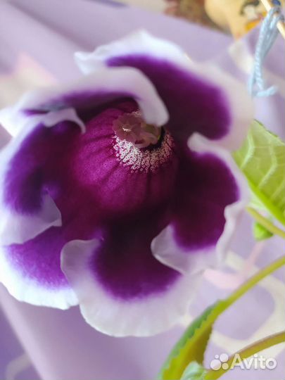 Глоксиния цветущая