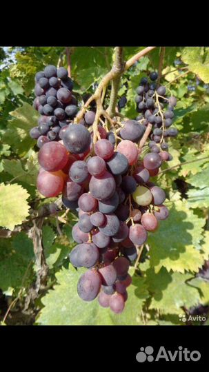 Виноград