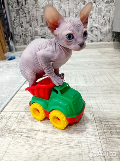 Канадский сфинкс котенок мальчик