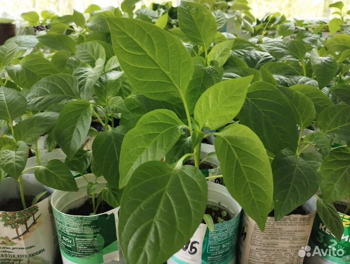 Рассада помидор и перцев