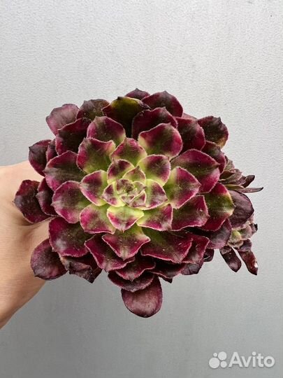 Редкие эониумы