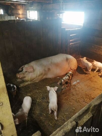 Поросята породы дюрок петрен