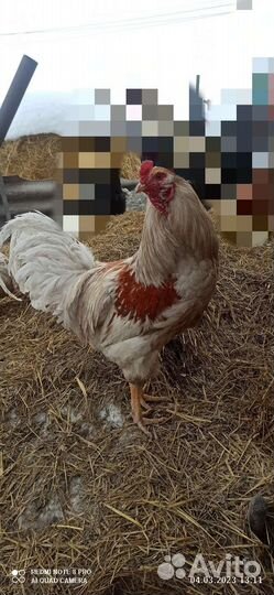 Молодые петухи