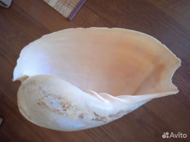 Раковина огромная Атлантический океан 28 см