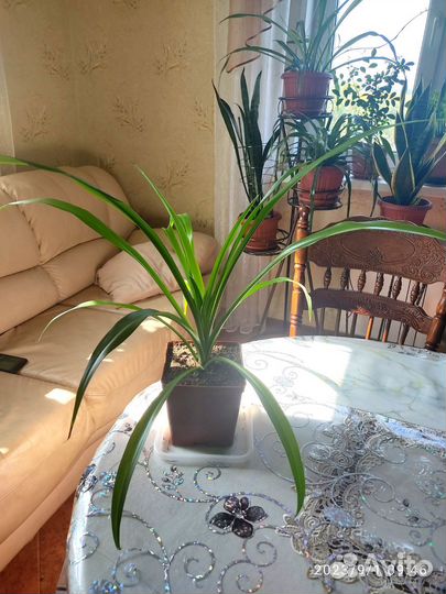 Хлорофитум хохлатый большой (см проф)