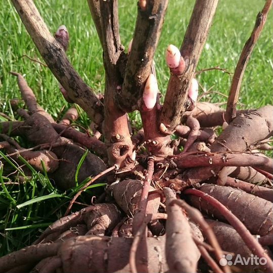 Корни Пионов