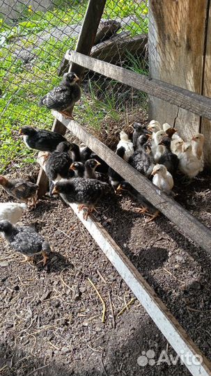 Цыплята кур несушек