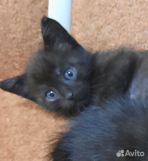Котятки в добрые руки