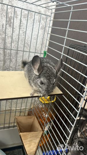 Шиншилла мальчик