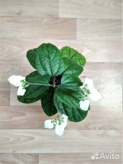 Клеродендрум