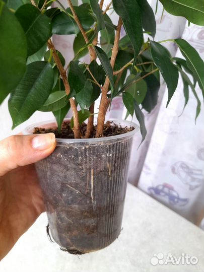 Фикус бенджамина