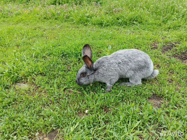 Кролики Полтавское серебро