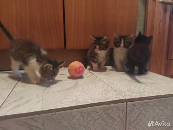 Котята в добрые руки