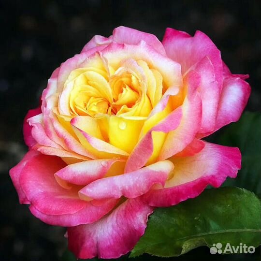 Саженцы чайной розы