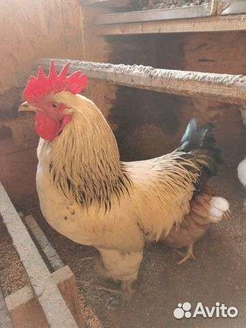 Продам/обмен петух