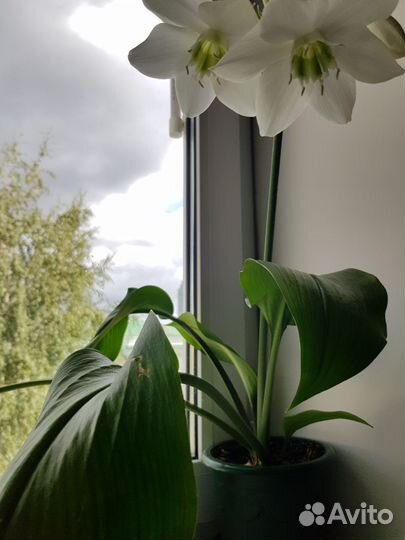 Эухарис амазонская лилия
