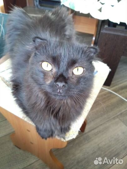 Шотладские