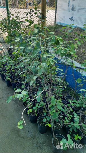 Саженцы боярышника, малины, ирга, клубника