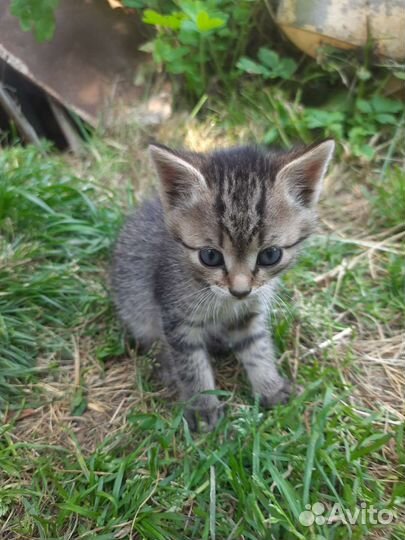 Котята в добрые руки бесплатно
