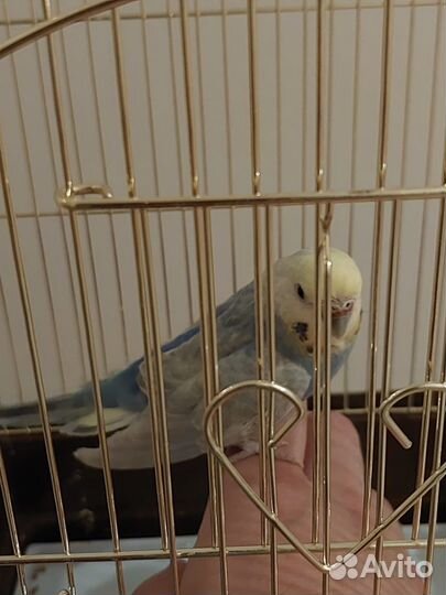 Попугай ручной волнистый чехи кенар какарики