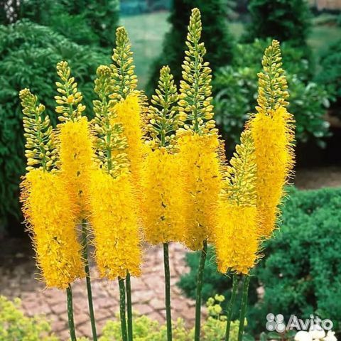 Многолетние растения,эримурус жасмин гортензия и