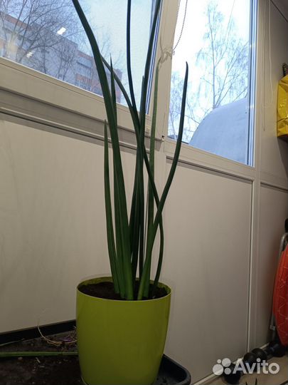 Комнатное растение сансевиерия