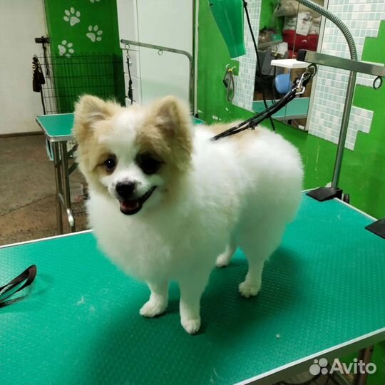 Стрижка собак и кошек