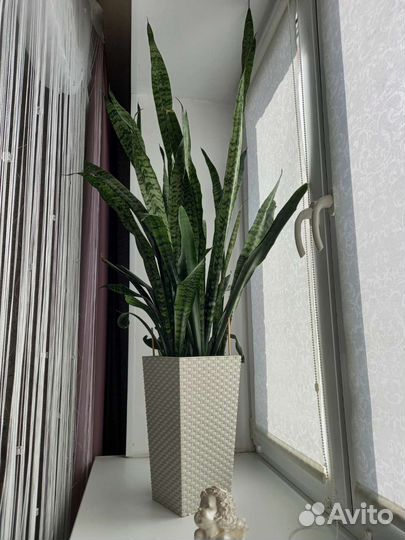 Сансевиерия