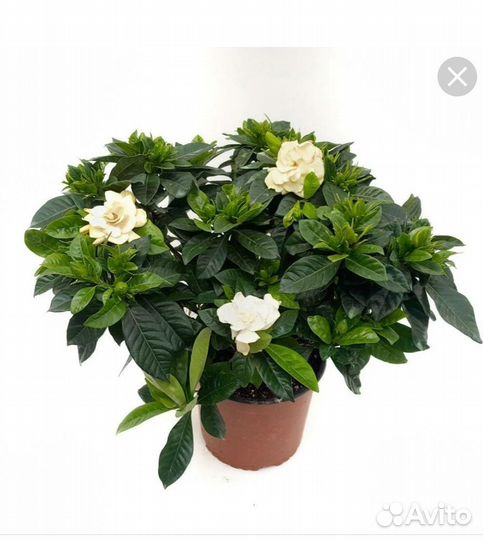 Комнатные цветы