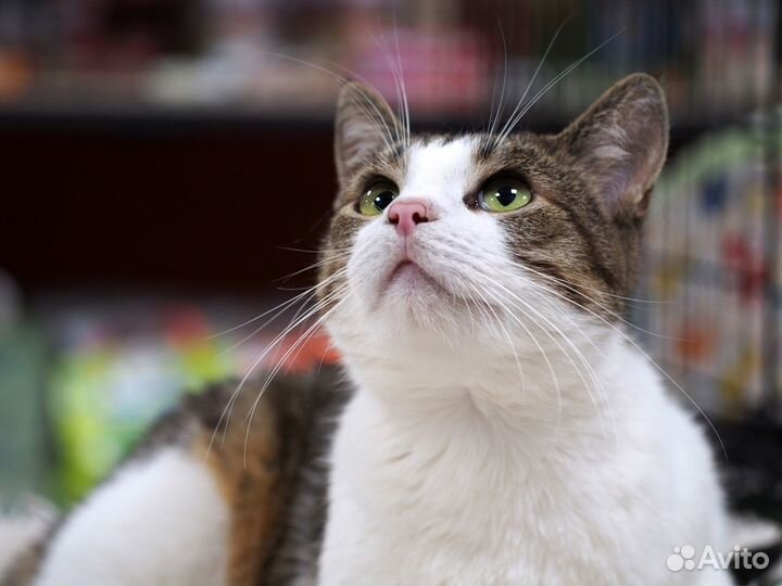 Котик Урчик в добрые руки