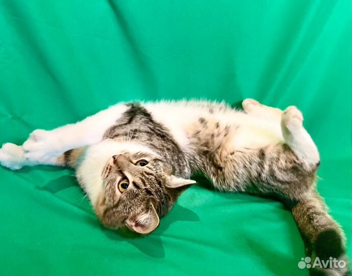 Молодые котики в поисках дома