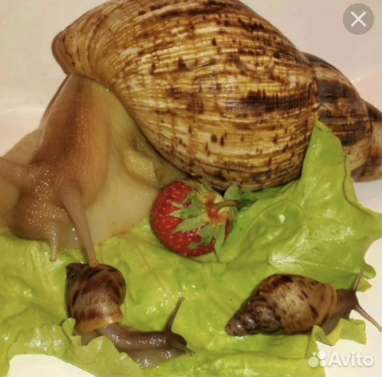 Улитки ахатины