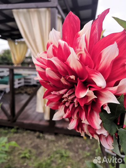 Георгины многолетние