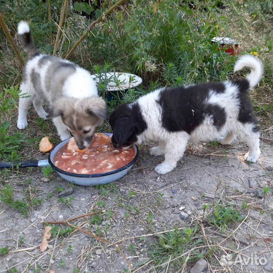 Щенок в добрые руки