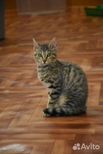 Кошка Гиби ищет дом