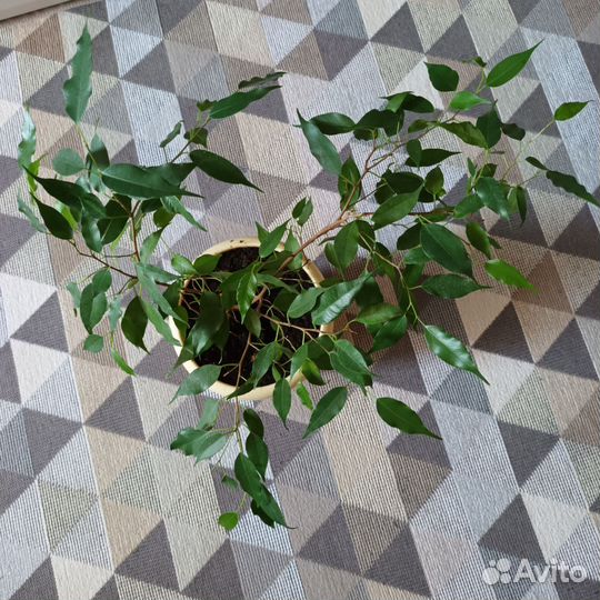 Фикус бенджамина