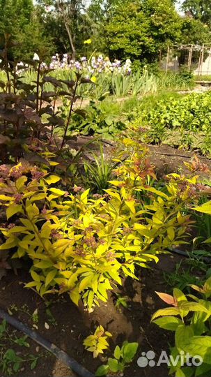 Декоративные кустарники