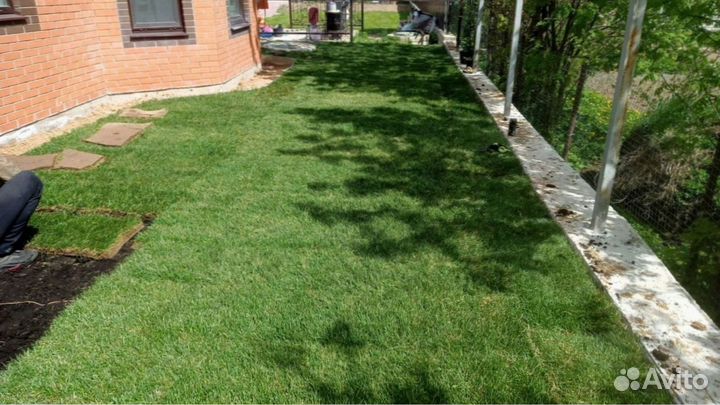 Рулонный газон 