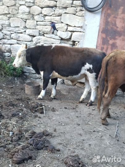 Бычки и быки