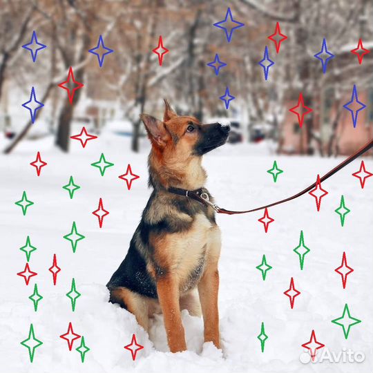 Альма и Бим