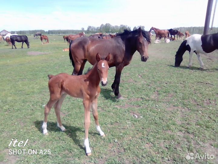 Кобыла с жеребенком