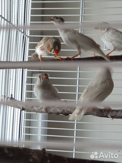 Зебровые амадины