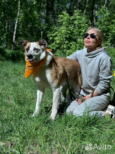 Собака в добрые руки