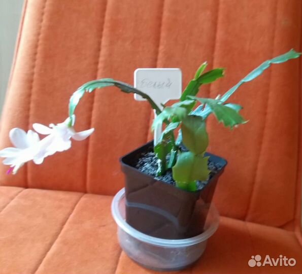 Декабрист шлюмбергера белый,красный,белый с розовы