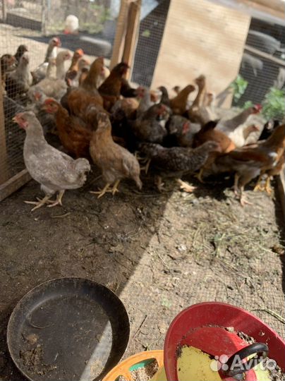 Цыплята 2-3 мес