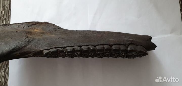 Челюсть доисторической лошади