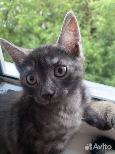 Котенок (мальчик)