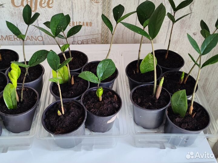 Замиокулькас