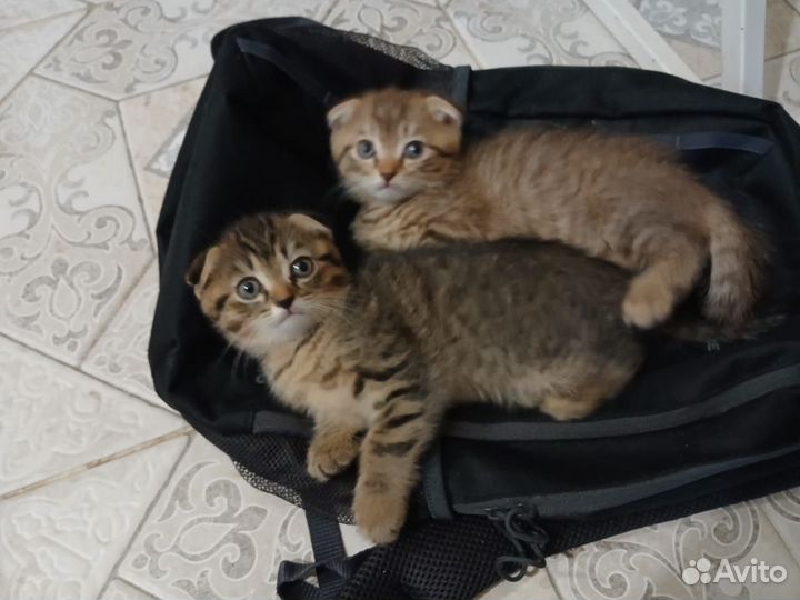 Шотландская вислоухая